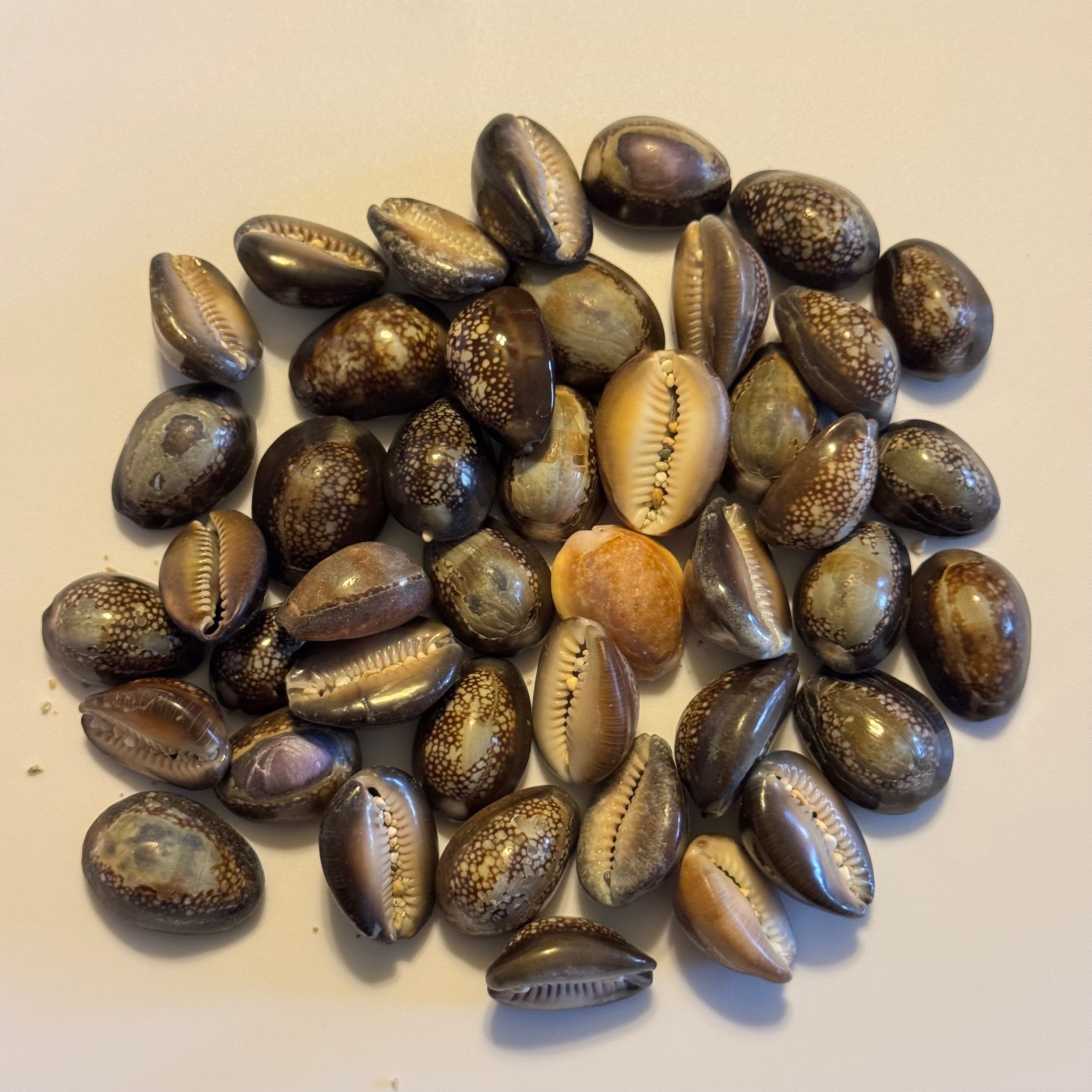 Single Cowrie Bangle