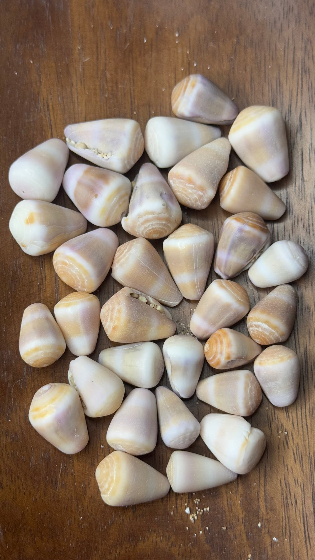 Purple-Brown Shell Bangle